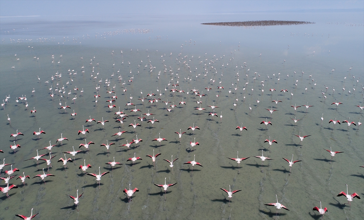 Flamingos on the Lake Tuz of Aksaray
