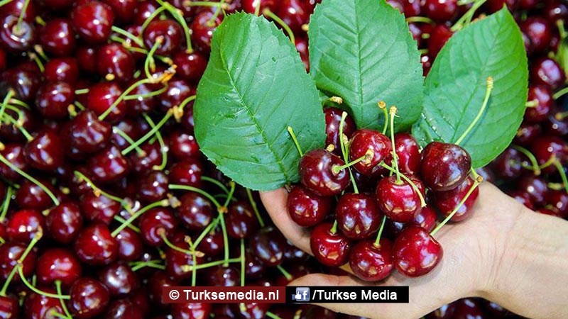 Landen in de rij voor de Turkse kers