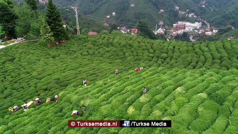 Duitsland grootste importeur van Turks genotmiddel