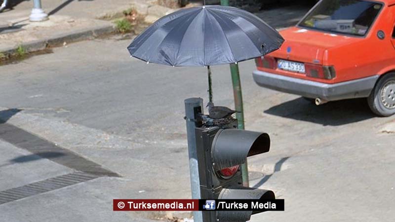 Turkse dierenliefhebber monteert paraplu boven vogelnest op stoplicht