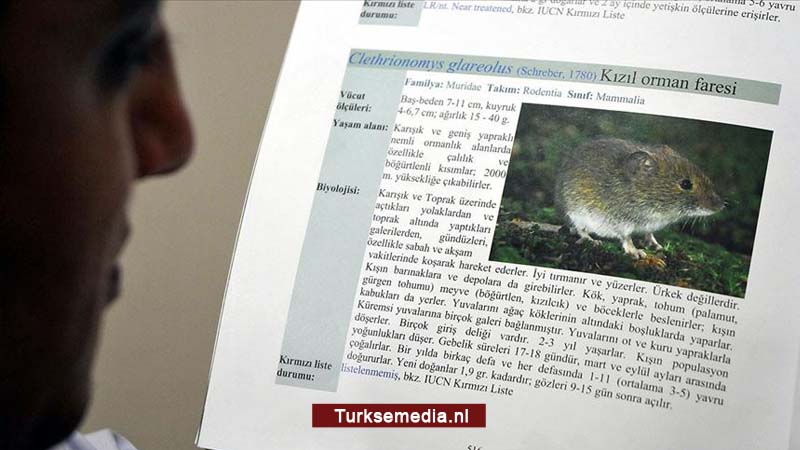 Hantavirus duikt op in China: 1 dode