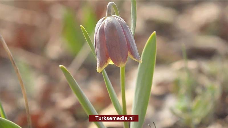 Nieuwe tulpensoort ontdekt in Turkije