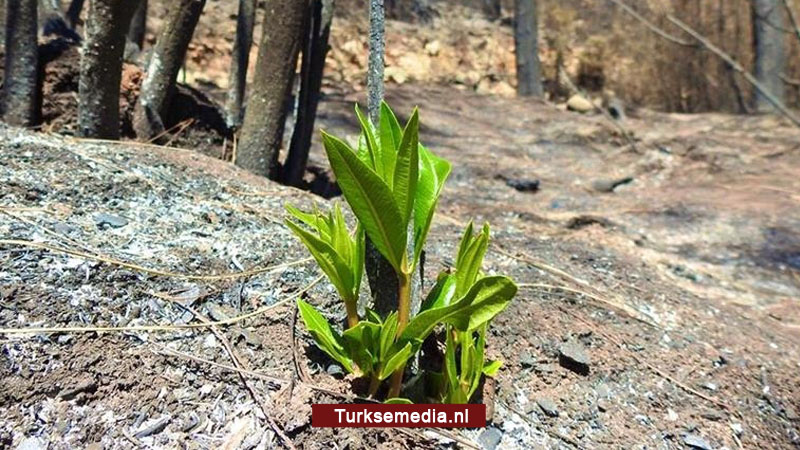 Natuur in Turkije begonnen aan zelfherstel na bosbranden