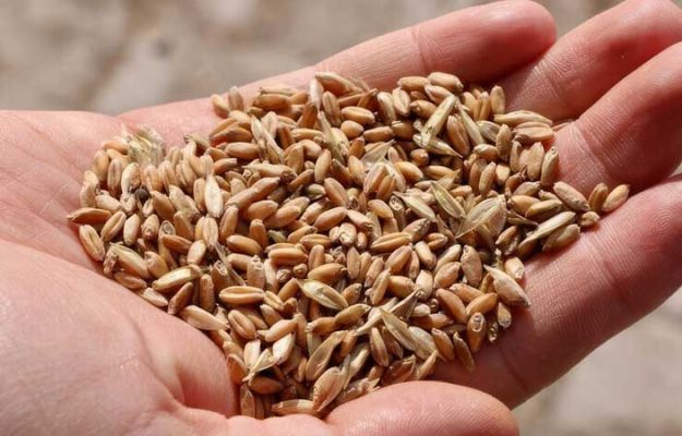 Turkije versterkt voedselzekerheid met nieuwe inheemse zaadvariëteiten
