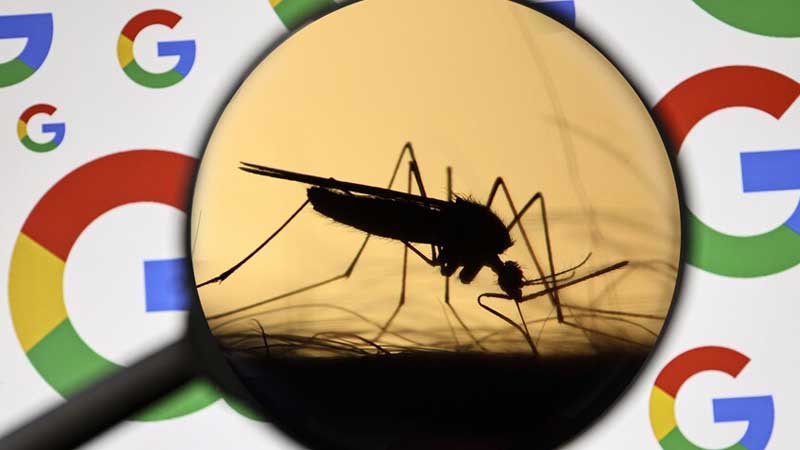 Google wil miljoenen muggen loslaten 'tegen ziektes'